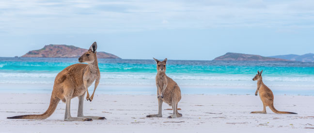 Kangaroos in australia