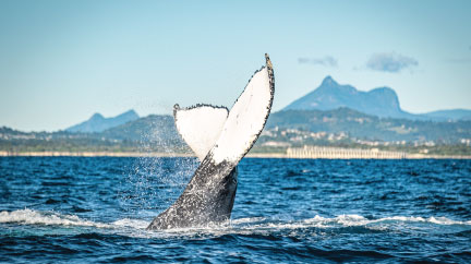 Whale watching