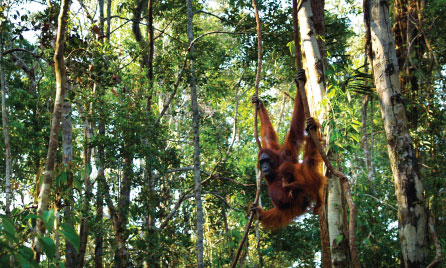 Tanjung Puting National Park