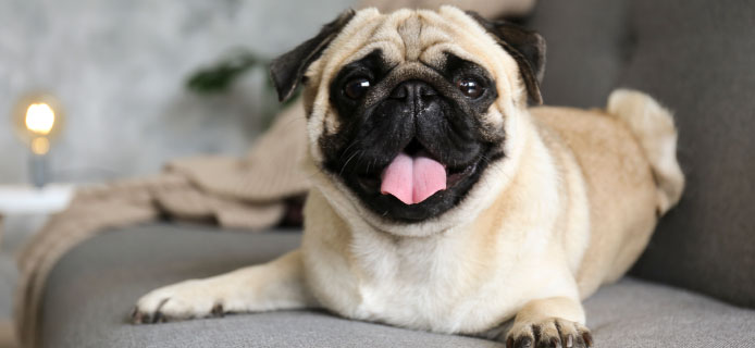 Pug