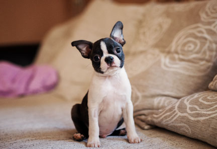 Boston Terrier
