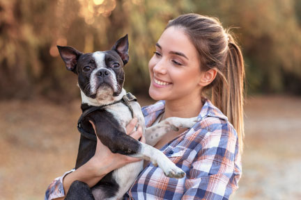 Boston Terriers