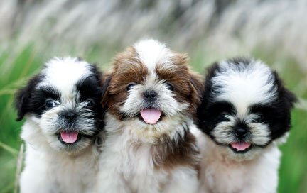 Shih Tzus