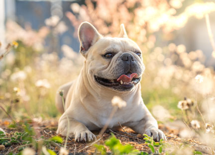 French Bulldog