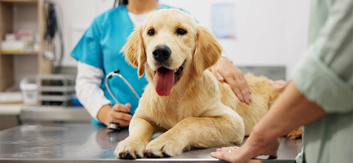 Labrador
