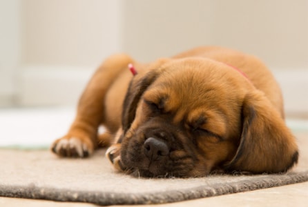 How to help puppies sleep top