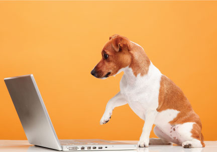 Dog working on a laptop