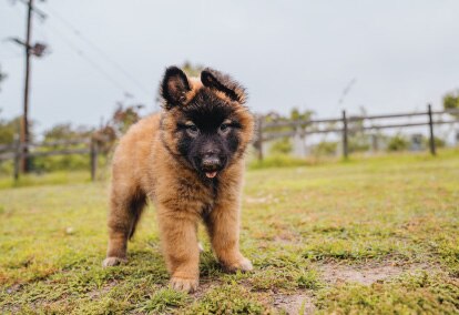 What to know before getting a dog 