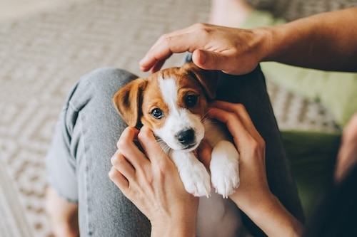 What does pet insurance cover?