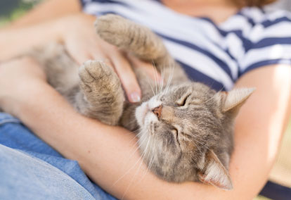 What to know before getting a cat