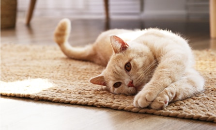 Why does your pet get itchy skin?