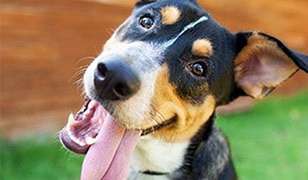 Dr Harry: Why dogs lick