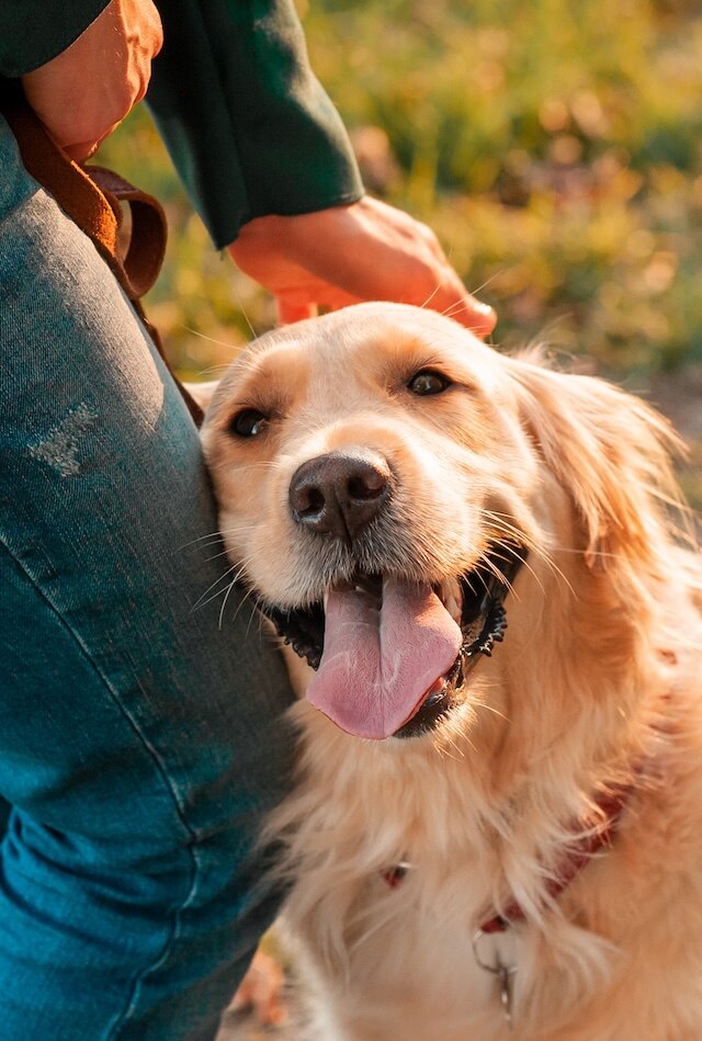 Dr Harry: Why dogs lick