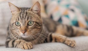 Domestic Shorthair Cat