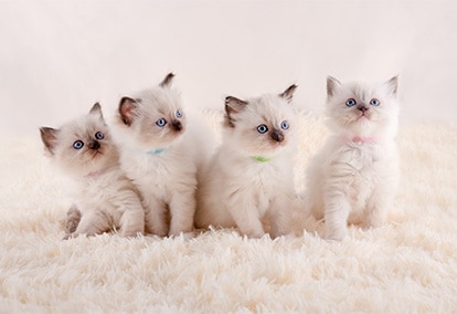 Ragdoll