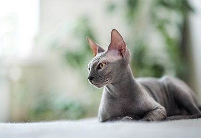 sphynx
