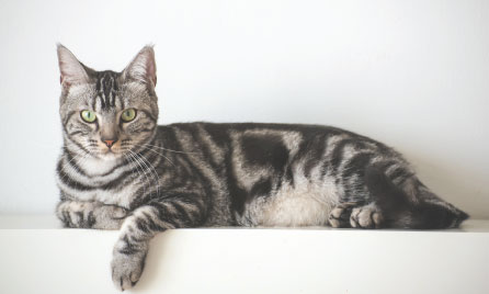 Domestic short-hair cat