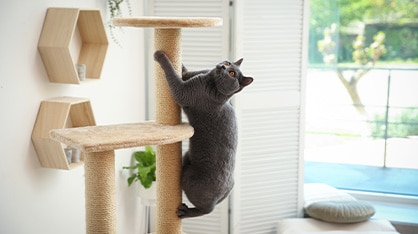 Dr Harry: Hygiene for your cat.