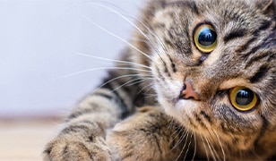 VetAssist: desexing cats