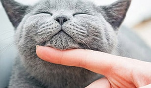 dr-harry-cooper-fat-cats-tips-to-keep-your-cats-weight-healthy