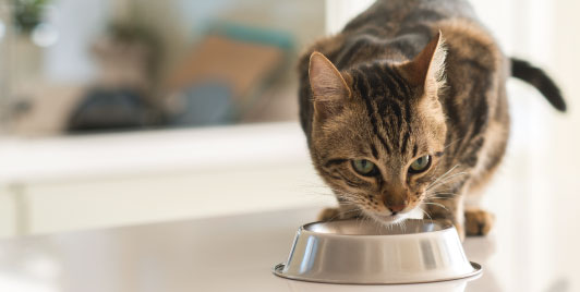 Domestic short-hair cat