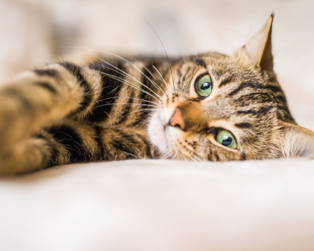 Domestic short-hair cat
