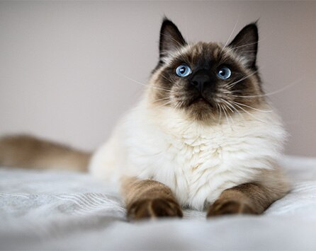 Ragdoll