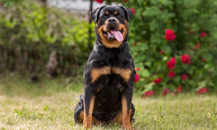 Rottweiler