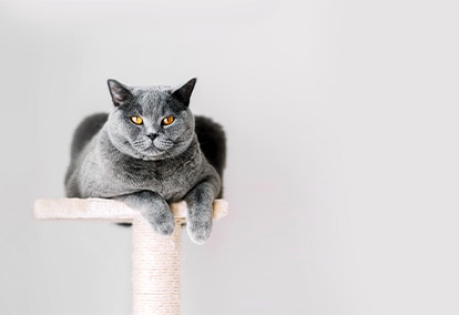 British Shorthair 