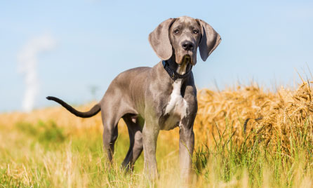 Great Dane