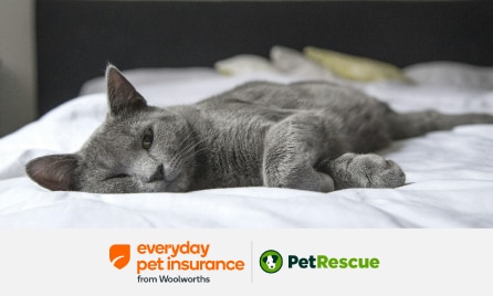 PetRescue