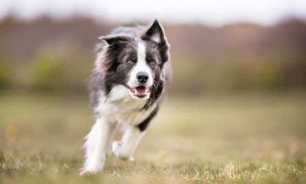 Should I get an Border Collie?