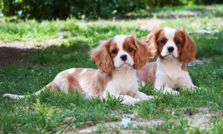 Should I get a Cavalier King Charles Spaniel?