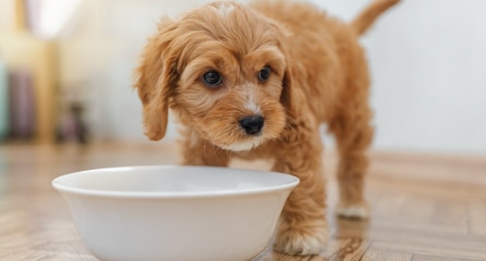 Cavoodle eating
