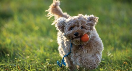 Cavoodle playing