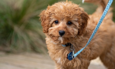 Should I get a Cavoodle?