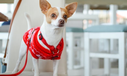 Luxating Patella