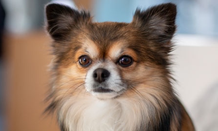 Should I get a Chihuahua?