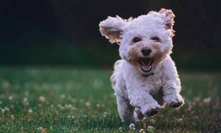Luxating Patella