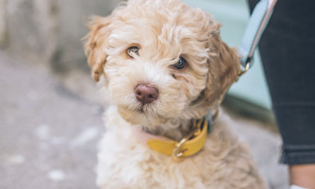   Should I get a Cockapoo?
