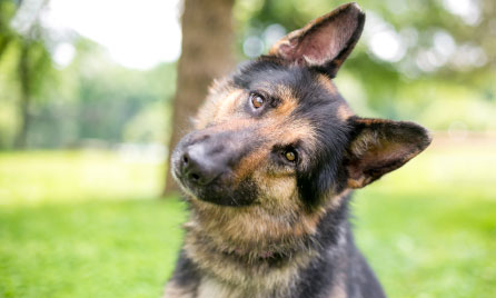 Should I get a German Shepherd?