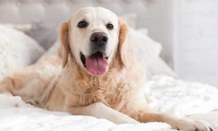 Should I get a Golden Retriever?