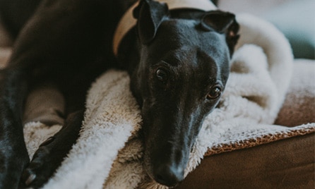 Should I get a Greyhound?