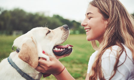 Should I get a Labrador?