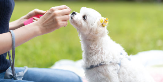 Maltese