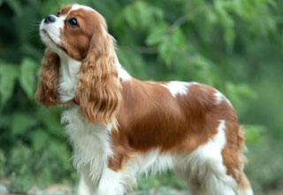 Cavalier King Charles Spaniel