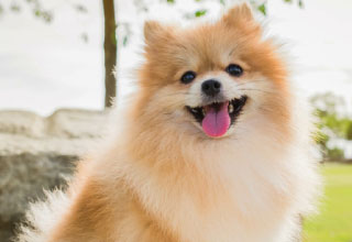 Pomeranian