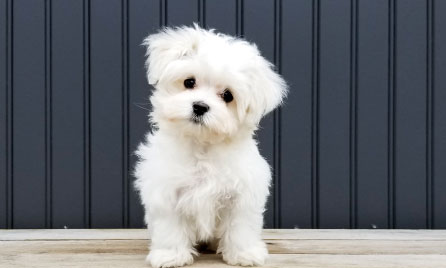 Should I get a Maltese?
