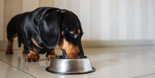Mini Dachshund with food bowl