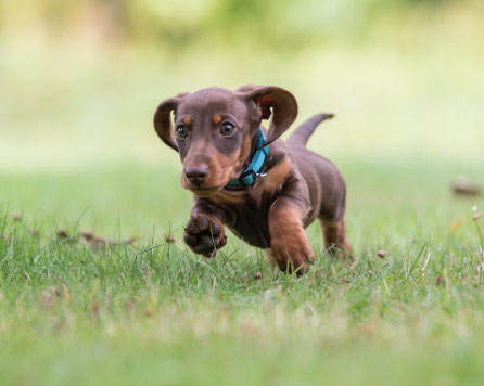 Dachshund playing